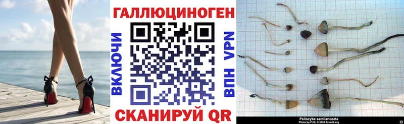 Галлюциногенные грибы Psilocybine cubensis  Красноярск 